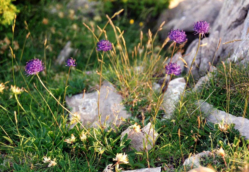 Phyteuma orbiculare en fleurs dans une prairie d'altitude des Pyrénées